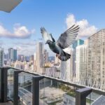 Transparent Bird Spikes (Length: 1 Feet) - Image 3